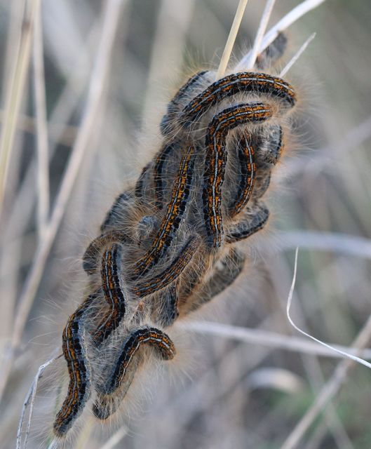 Malacosoma castrensis - kutyatejszövő