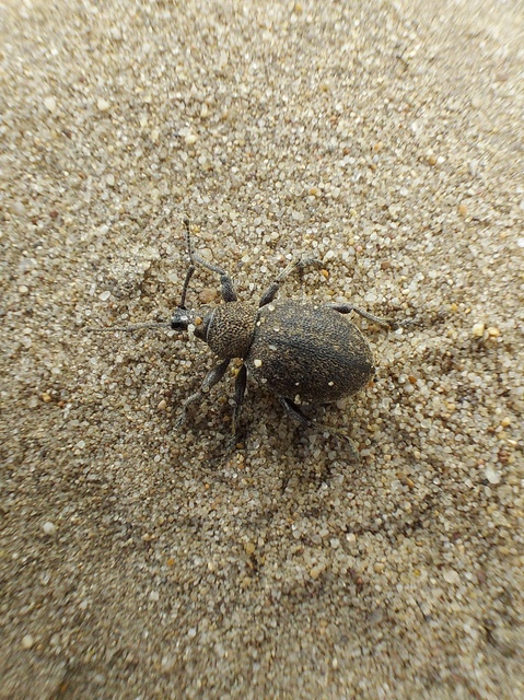 Otiorhynchus ligustici - vincellér-gyalogormányos