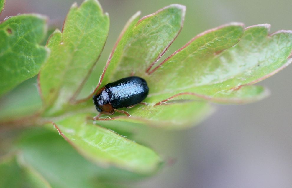 Smaragdina