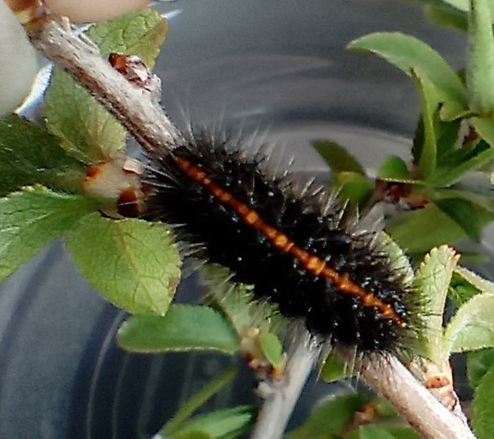 Spiris striata - csíkos molyszövő