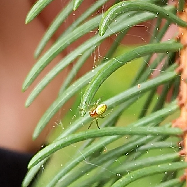 Araniella