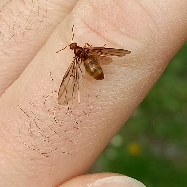 Prenolepis nitens - ragyogóhangya