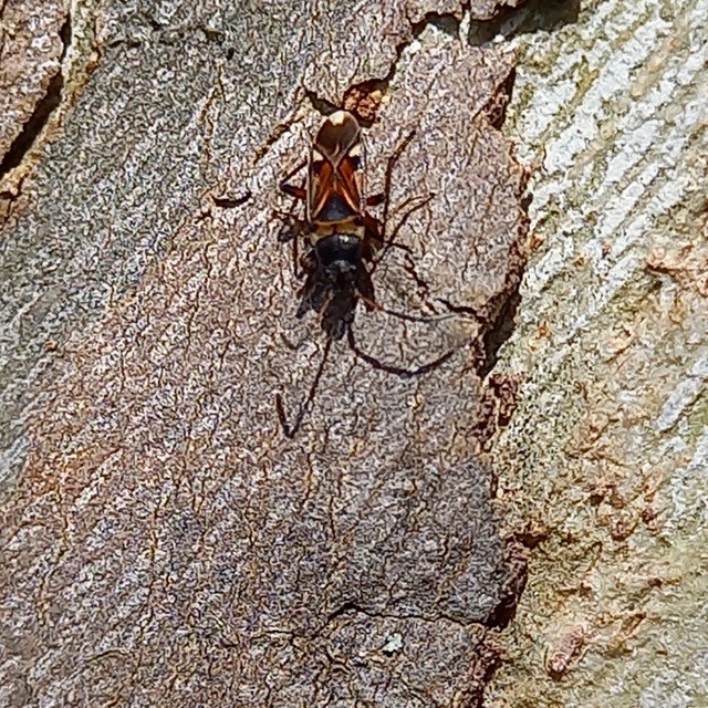 Raglius alboacuminatus - tarka díszesbodobács