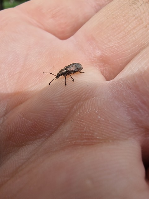 Phyllobius pyri - gyümölcsfa-levélormányos