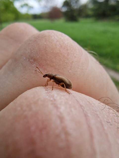 Phyllobius oblongus - közönséges levélormányos