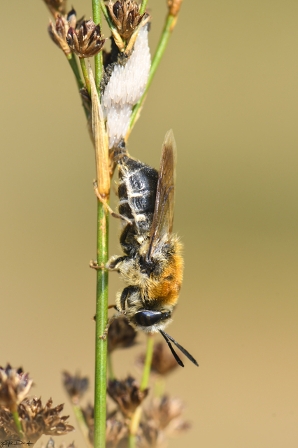 Stratiomys longicornis - hosszúcsápú katonalégy