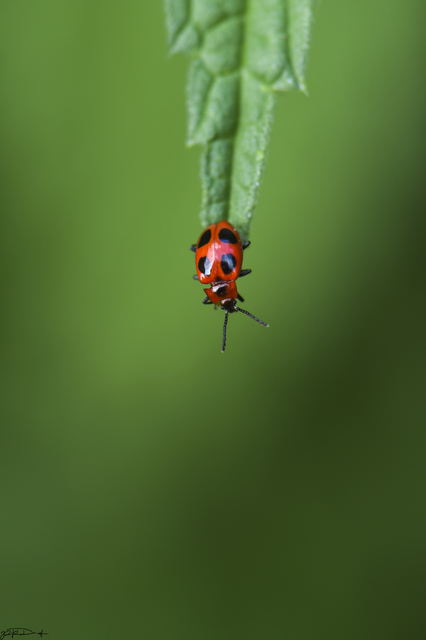 Endomychus coccineus - négypettyes álböde