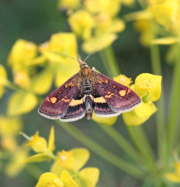 Pyrausta