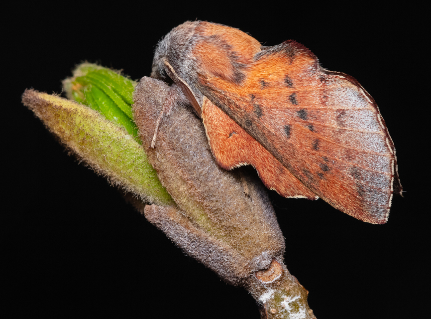 Phyllodesma tremulifolia - nyárlevélpohók