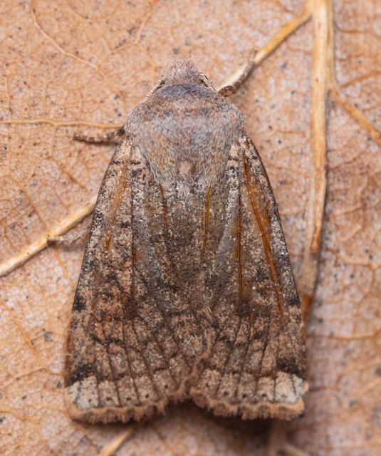 Conistra veronicae - veronika-őszibagoly