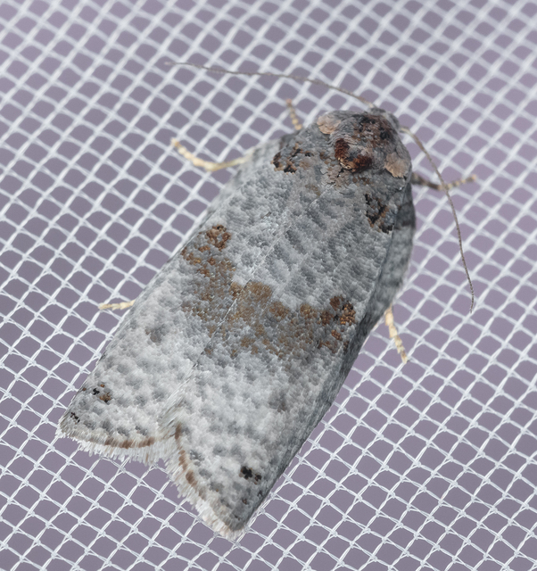 Pseudeulia asinana - korai sodrómoly