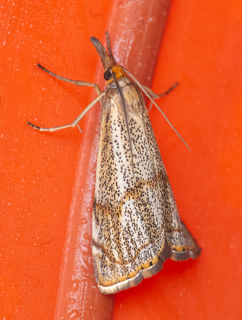 Thisanotia chrysonuchella - tavaszi fűgyökérmoly