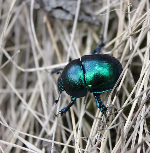 Trypocopris vernalis - tavaszi álganéjtúró
