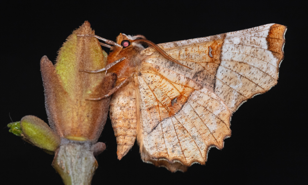 Selenia lunularia - egyfoltos holdasaraszoló