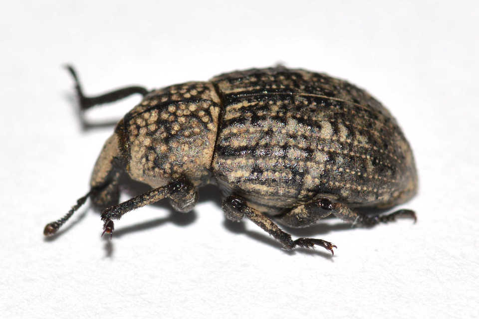 Minyops variolosus - nyugati bordásormányos