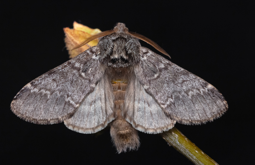 Drymonia ruficornis - cserfa-púposszövő