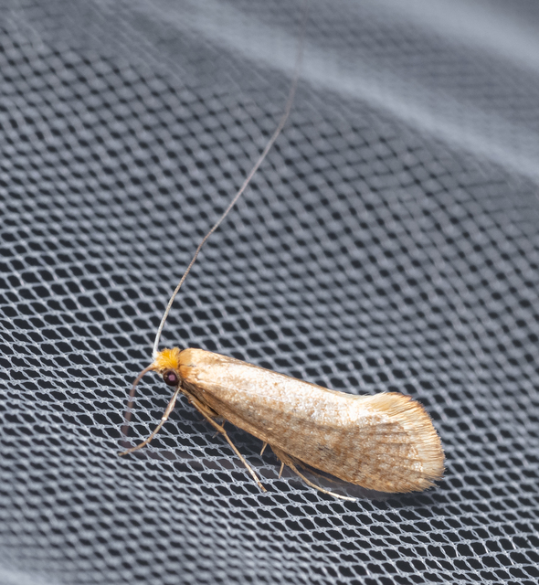 Nematopogon