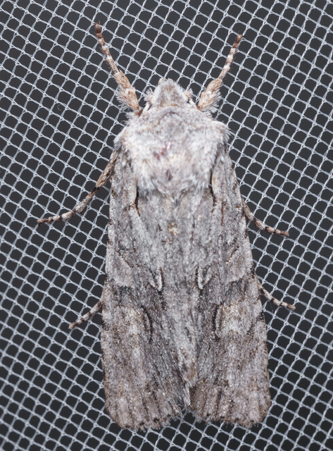 Lithophane ornitopus - közönséges fabagoly