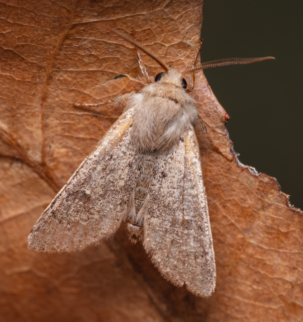 Orthosia cruda - kis barkabagoly