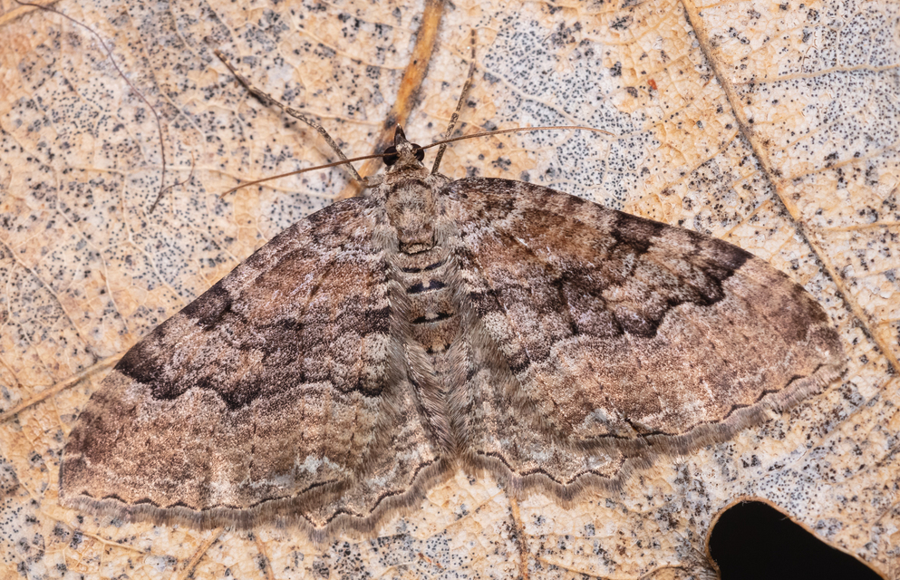 Hydria cervinalis - őzbarna araszoló