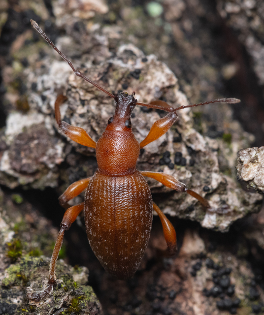 Otiorhynchus hungaricus - magyar gyalogormányos