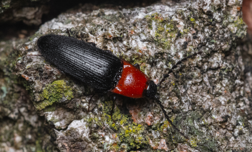 Ischnodes sanguinicollis - éknyakú pattanó