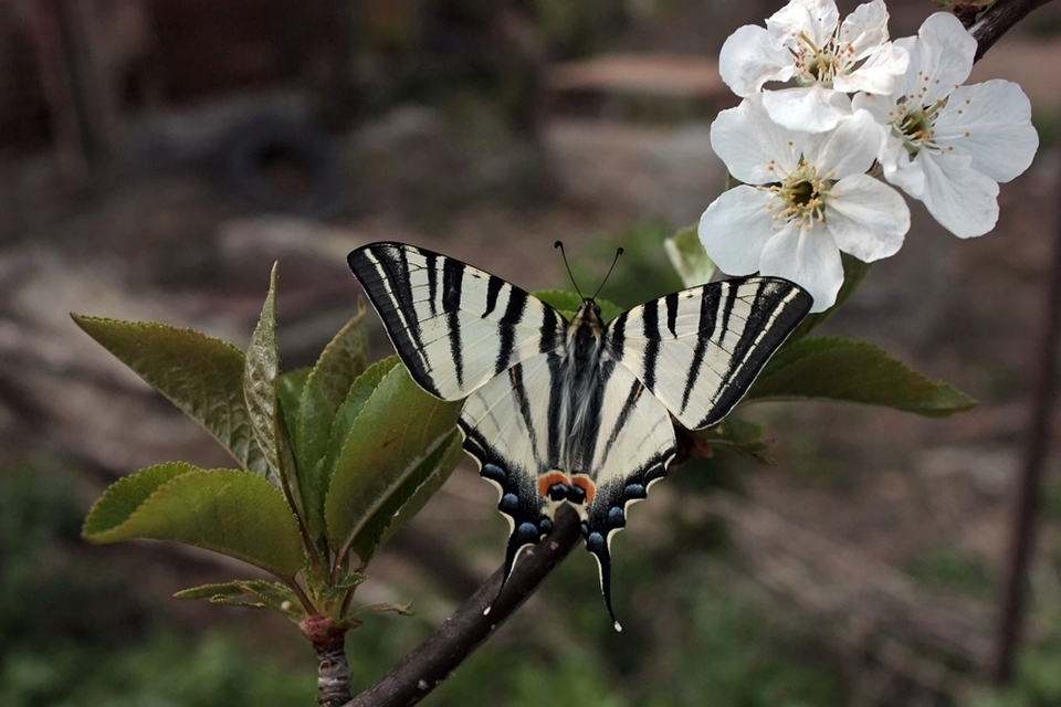 Iphiclides podalirius - kardoslepke