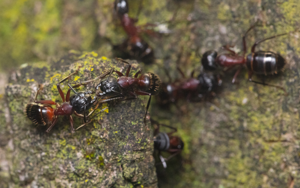 Camponotus ligniperda - faodvasító lóhangya