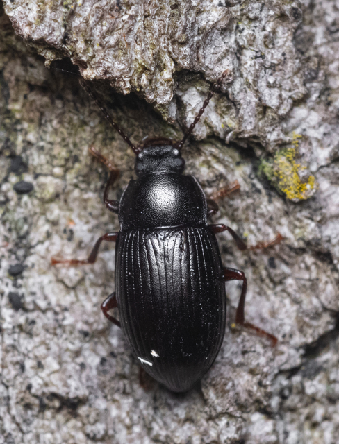 Nalassus dermestoides - rövidszárnyú gyászbogár