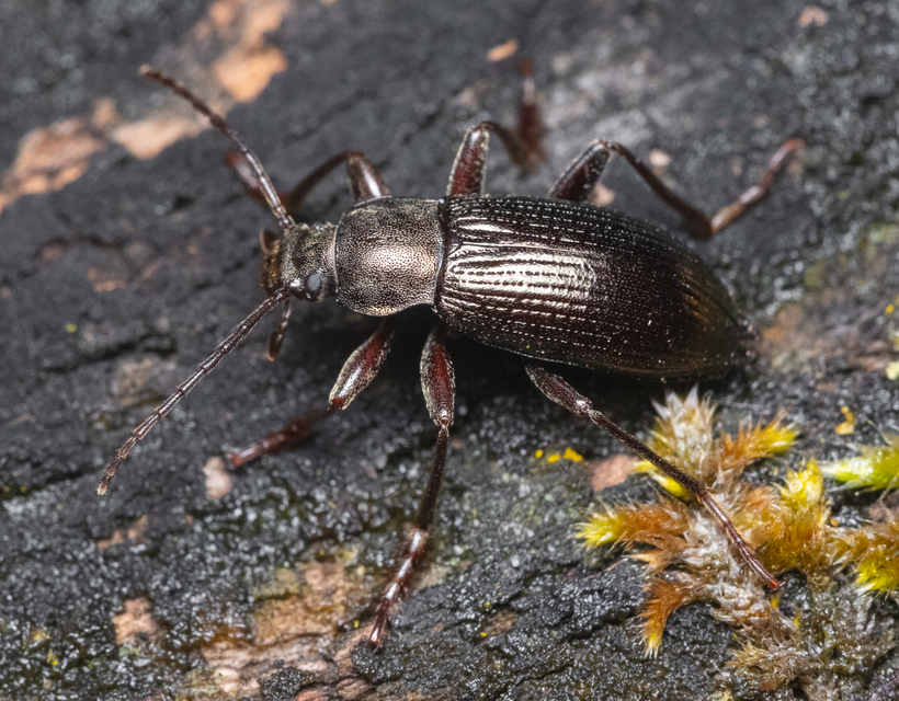 Stenomax aeneus - bronzos gyászbogár