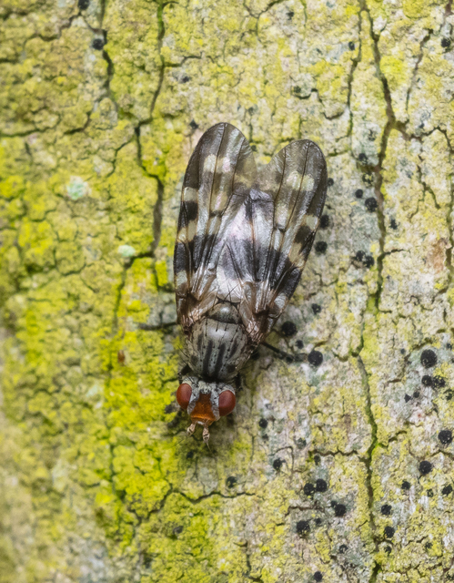 Otites centralis/guttata