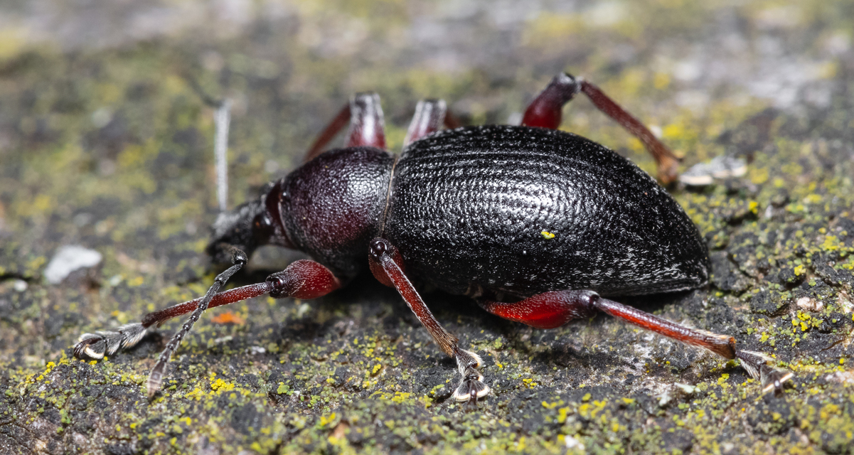 Otiorhynchus hungaricus - magyar gyalogormányos