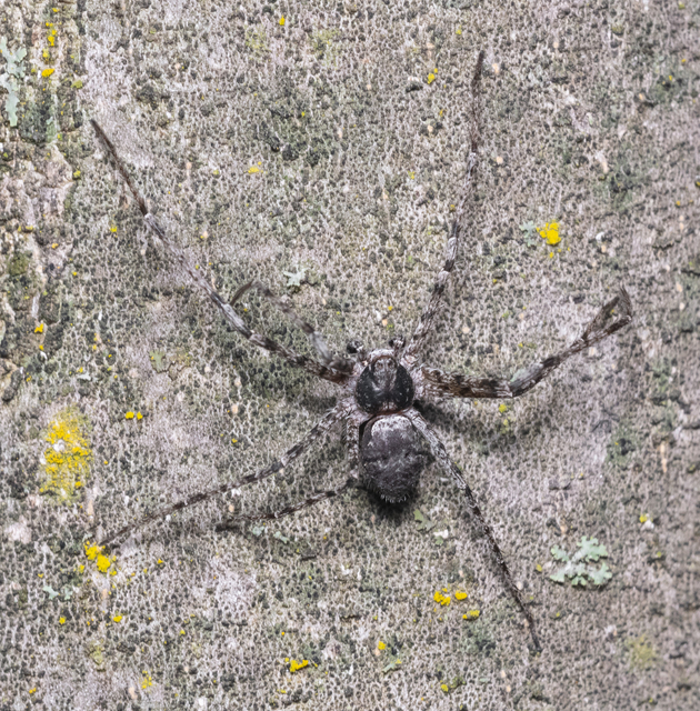 Philodromus margaritatus - bükkfa-fürgekarolópók