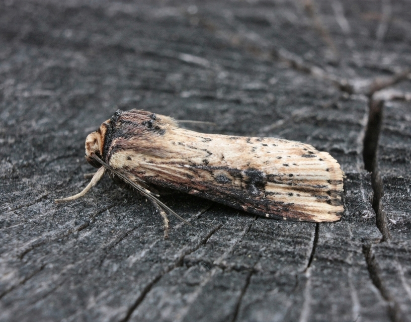 Axylia putris - vonalkás földibagoly