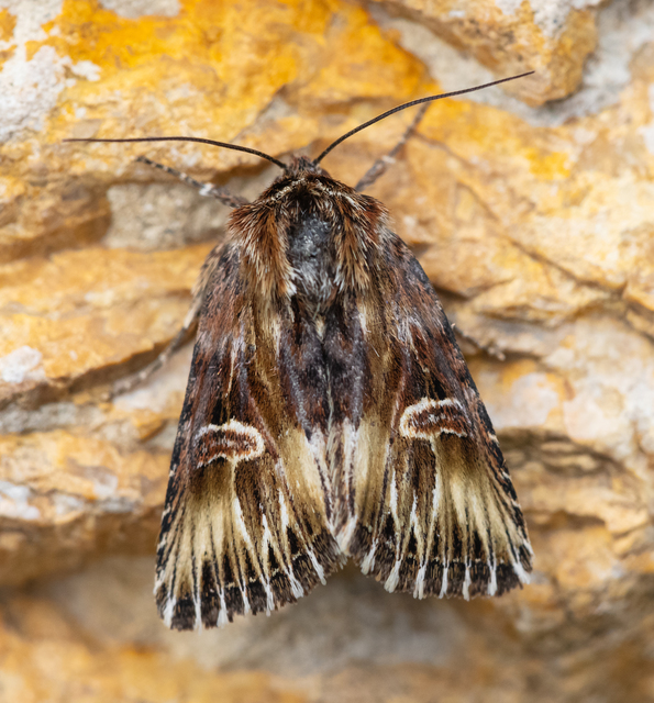 Actinotia radiosa - kis sugarasbagoly