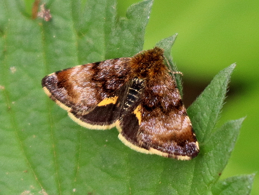Panemeria tenebrata - apró sárgabagoly