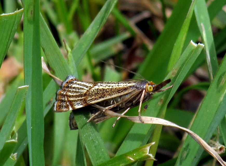 Thisanotia chrysonuchella - tavaszi fűgyökérmoly