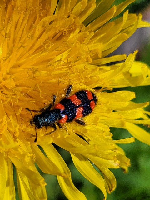 Trichodes favarius - hatfoltos méhészbogár
