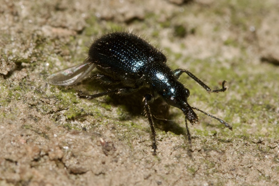 Lasiorhynchites