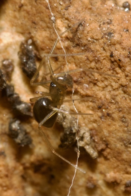 Linyphiidae - vitorláspókok