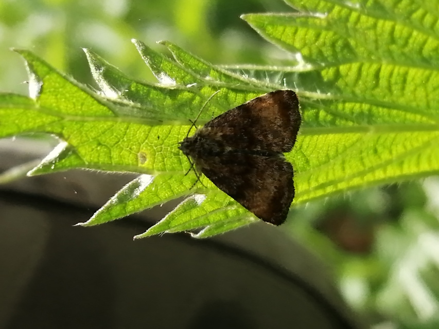 Panemeria tenebrata - apró sárgabagoly