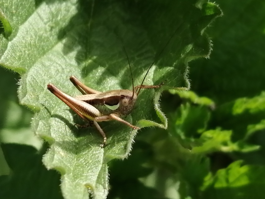 Pholidoptera littoralis - bujkáló avarszöcske