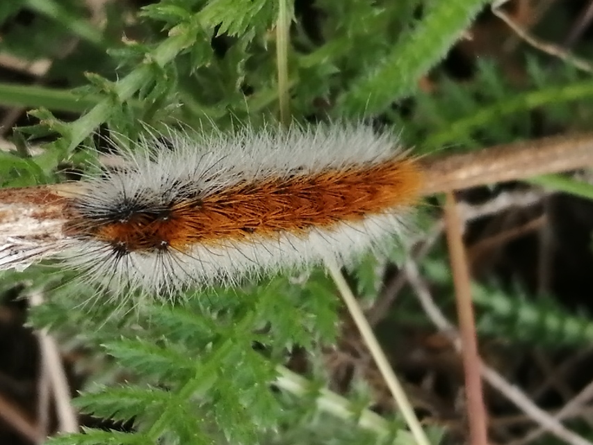 Rhyparia purpurata - bíborszínű medvelepke