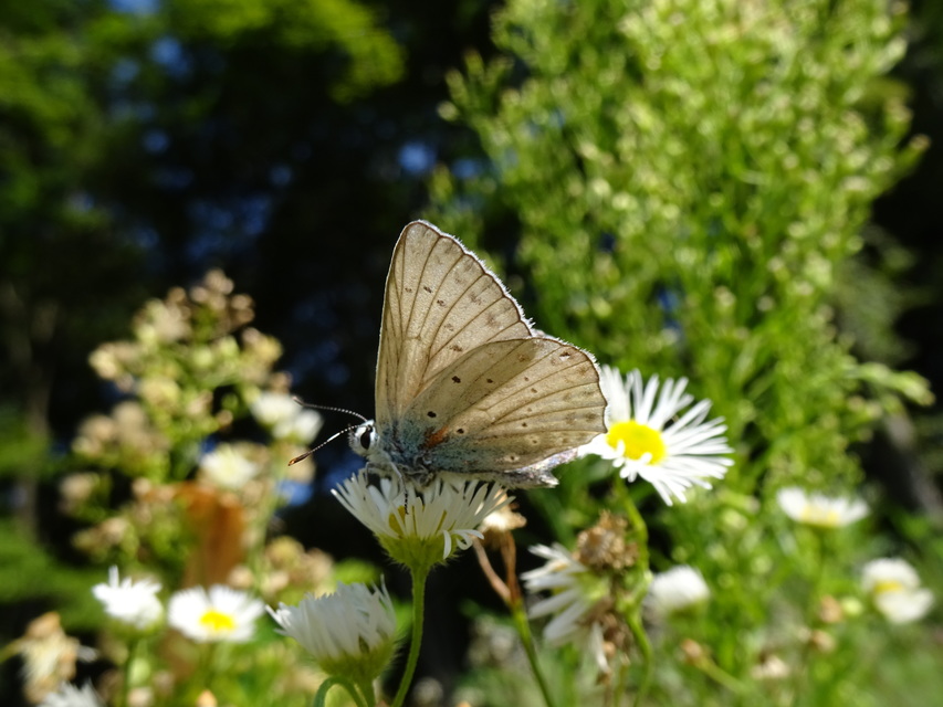 Polyommatus daphnis - csipkés boglárka