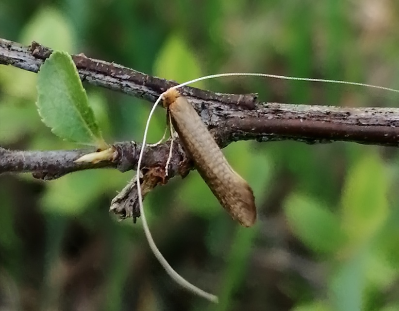 Nematopogon