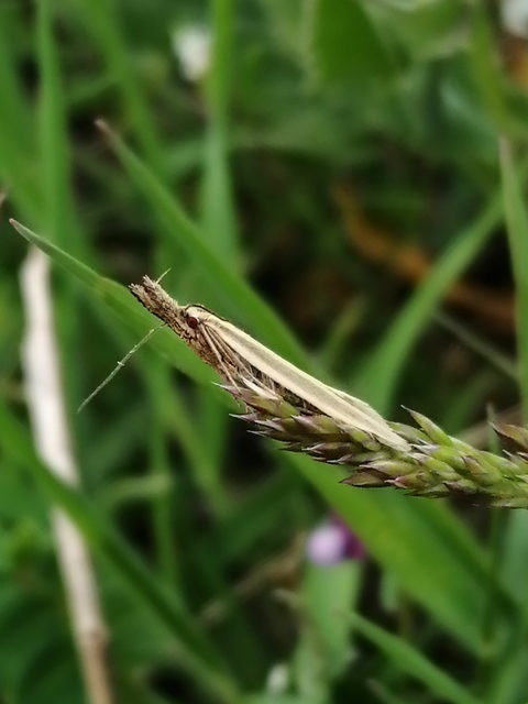 Pleurota