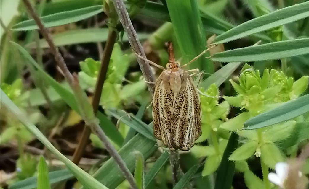 Thisanotia chrysonuchella - tavaszi fűgyökérmoly