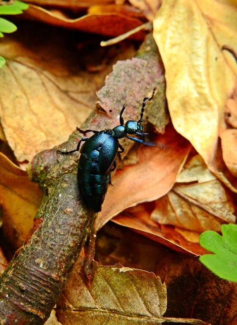 Meloe violaceus - kék nünüke