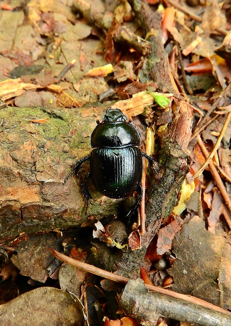Anoplotrupes stercorosus - erdei álganéjtúró