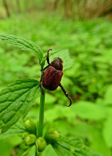 Hoplia praticola - réti virágcserebogár